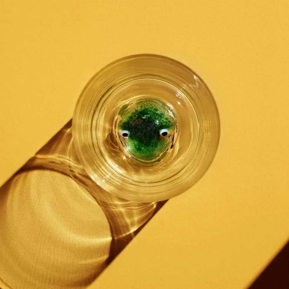 New Friends Glass, Fugl