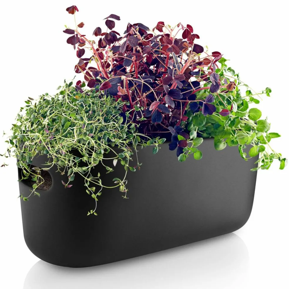 Selvvannende Herb Organiser Svart