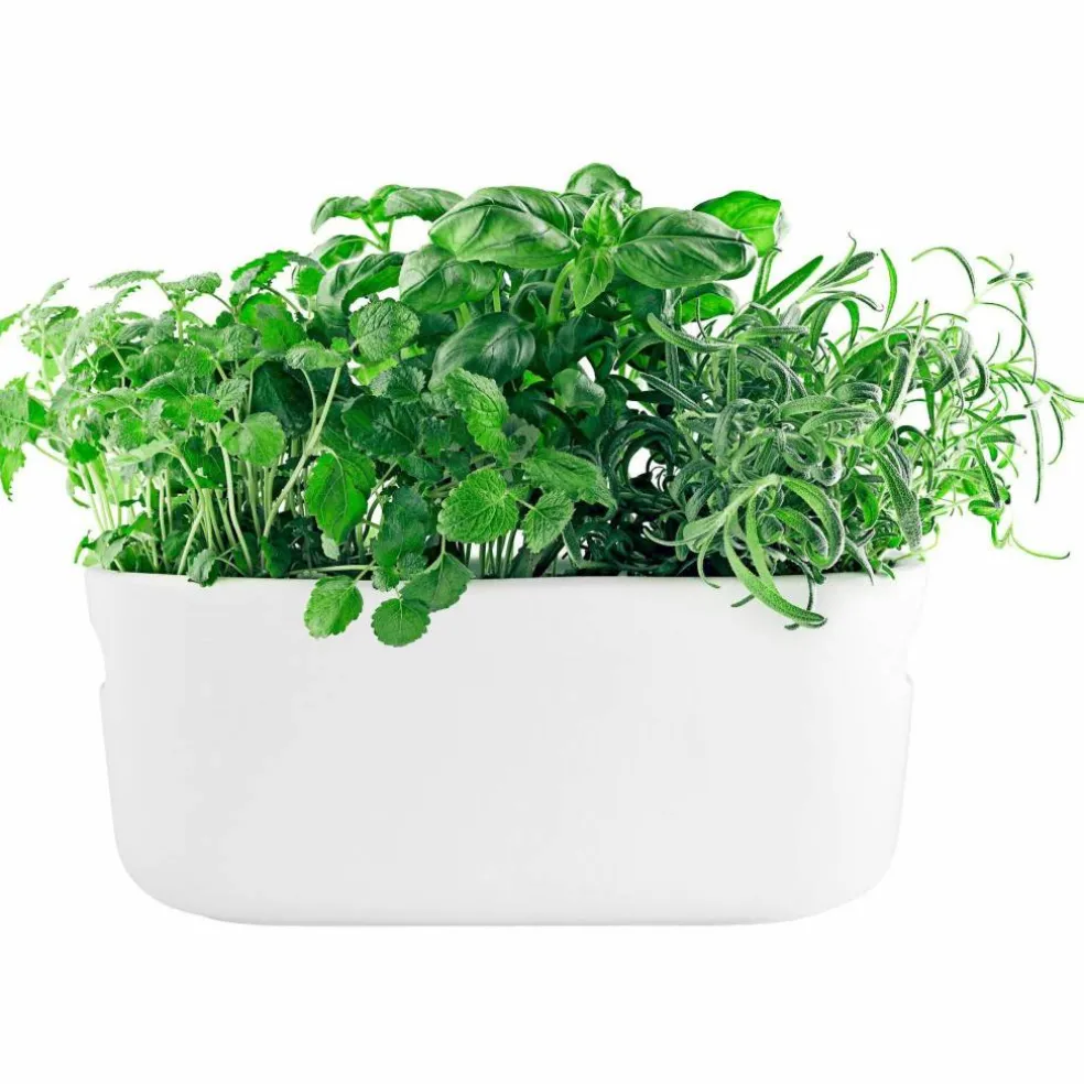 Selvvannende Herb Organiser Svart
